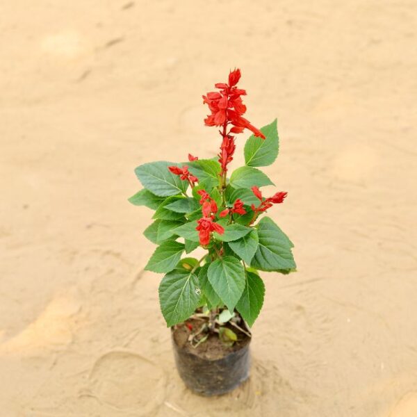 Salvia Red In 4 Inch Nursery Bag | haryali.co.in