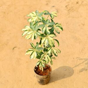 Schefflera Variegated Green In 6 Inch Nursery Pot haryali.co.in