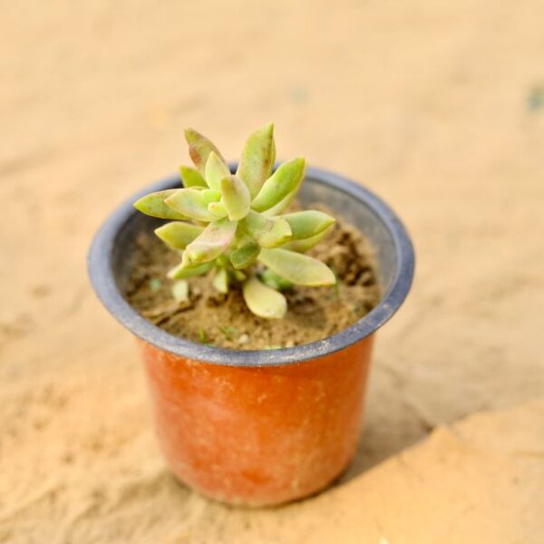 Sedum Adolphii Succulent In 3 Inch Nursery Pot-haryali.co.in