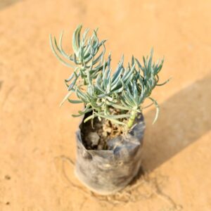 Sedum Brush Succulent In 4 Inch Nursery Bag-haryali.co.in