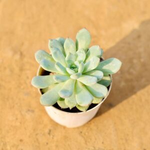 Sedum Comphira Succulent In 4 Inch Nursery Bag-haryali.co.in