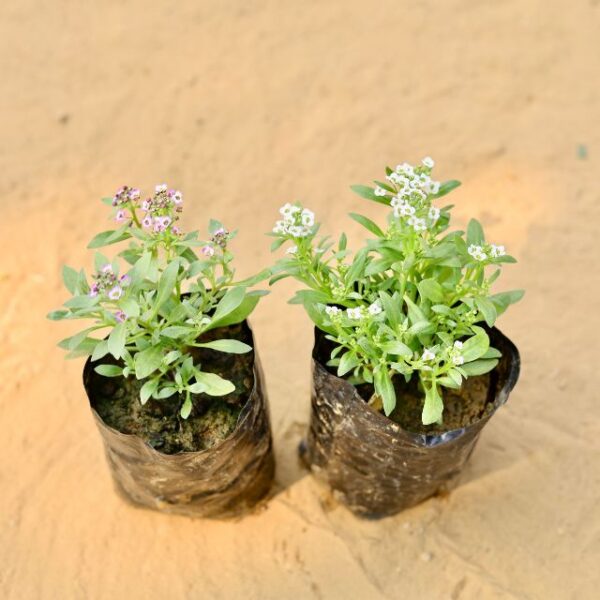 Set Of 2 Alyssum Any Colour In 4 Inch Nursery Bag-haryai.co.in