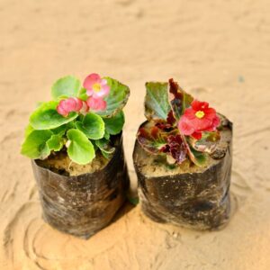 Set Of 2 Begonia Any Colour In 4 Inch Nursery Bag-haryali.co.in