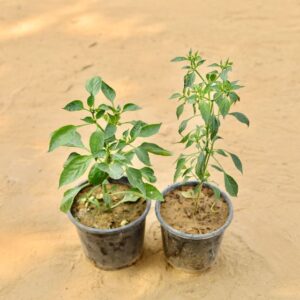 Set Of 2 Capsicum & Tomato In 6 Inch Nursery Pot-haryali.co.in