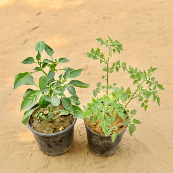 Set Of 2 Chilli Capsicum In 6 Inch Nursery Pot-haryali.co.in