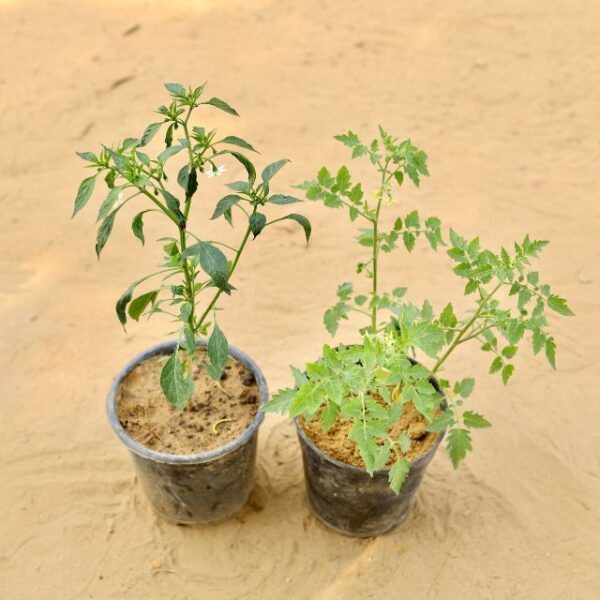 Set Of 2 Chilli & Tomato In 6 Inch Nursery Pot-haryali.co.in