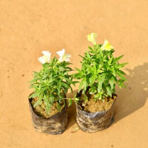 Set Of 2 Doge Flower Any Colour In 4 Inch Nursery Pot-haryalo.co.in