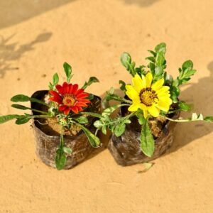 Set Of 2 Gazania Flower Any Colour In 4 Inch Nursery Pot-haryali.co.in