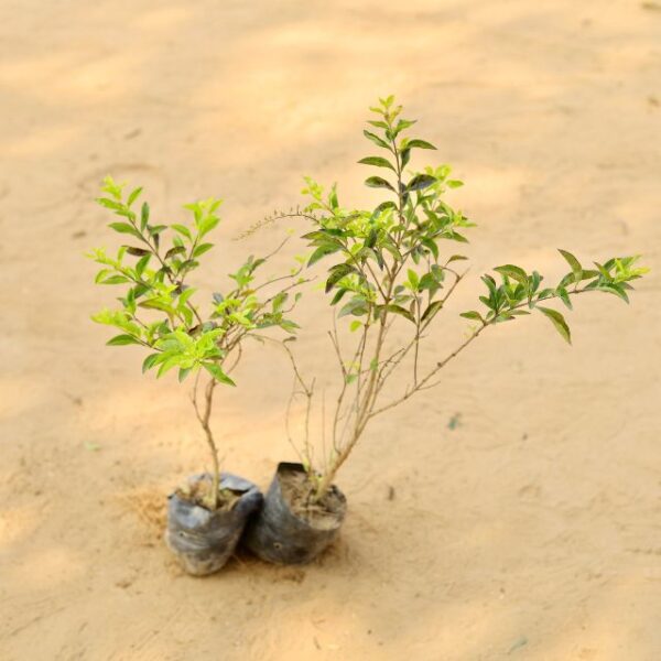 Set Of 2 Golden Duranta Criper In 4 Inch Nursery Bag-haryali.co.in