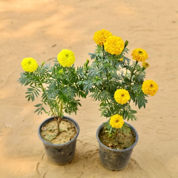 Set Of 2 Marigold Ganda Orange & Yellow In 6 Inch Nursery Pot-haryali.co.in