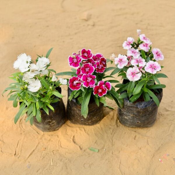 Set Of 3 Dianthus Any Colour In 4 Inch Nursery Bag-haryali.co.in