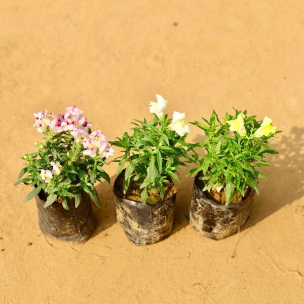 Set Of 3 Doge Flower Any Colour In 4 Inch Nursery Pot-haryali.co.in