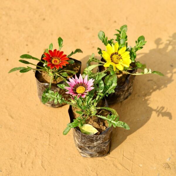 Set Of 3 Gazania Flower Any Colour In 4 Inch Nursery Pot-haryali.co.in