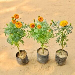 Set Of 3 Marigold Ganda Orange In 4 Inch Nursery Bag-haryali.co.in