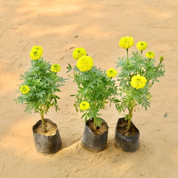 Set Of 3 Marigold Ganda Yellow In 4 Inch Nursery Bag-haryali.co.in