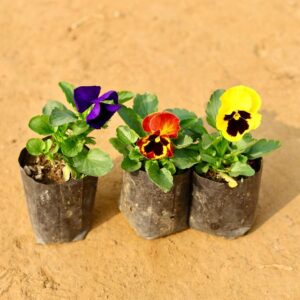 Set Of 3 Pansy Any Colour In 4 Inch Nursery Bag