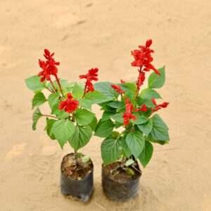 Set of 2 Salvia Red In 4 Inch Nursery Bag | haryali.co.in