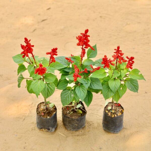 Set of 3 Salvia Red In 4 Inch Nursery Bag | haryali.co.in