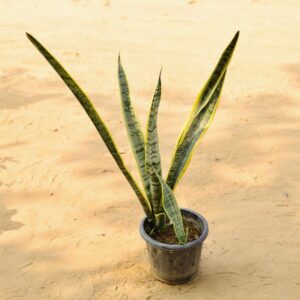 Snack Yellow In 8 Inch Nursery Pot-haryali.co.in