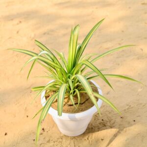 Spider Plant In 10 Inch Nursery Pot-haryalico.in