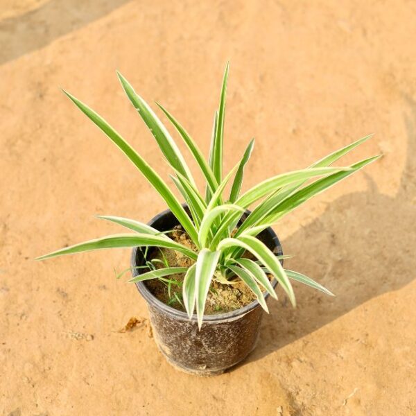 Spider Plant In 6 Inch Nursery Pot-haryali.co.in