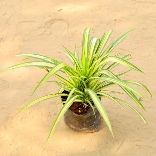 Spider Plant In 7 Inch Nursery Bag-haryali.co.in