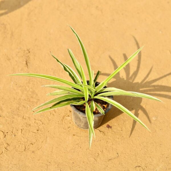 Spider in 4 Inch Nursery Pot-haryali.co.in