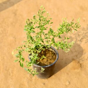 Stevia Plant In 6 Inach Nursery Pot haryali.co.in