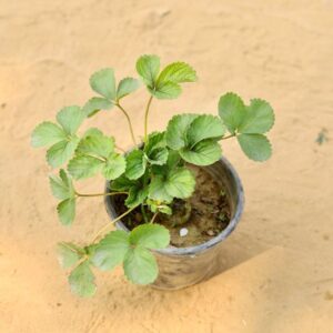 Strawberry Plant In 6 Inch Nursery Pot-haryali.co.in