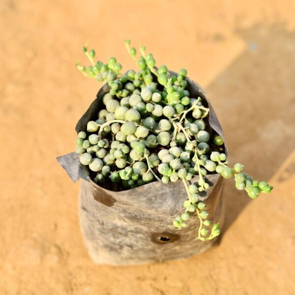 String Of Pearls In 4 Inch Nursery Bag-haryali.co.in