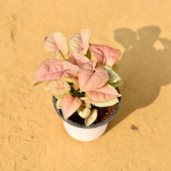 Syngonium Pink Plant In 3.5 Inch Nursery Pot-haryali.co.in