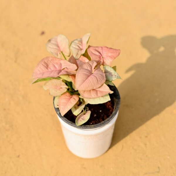 Syngonium Pink Plant In 4 Inch Ceramic Pot-haryali.co.in