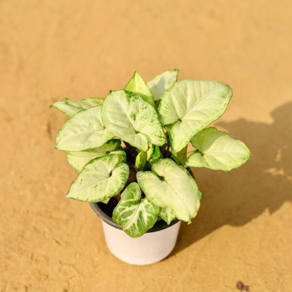 Syngonium White Plant In 3.5 Inch Nursery Pot-haryali.co.in