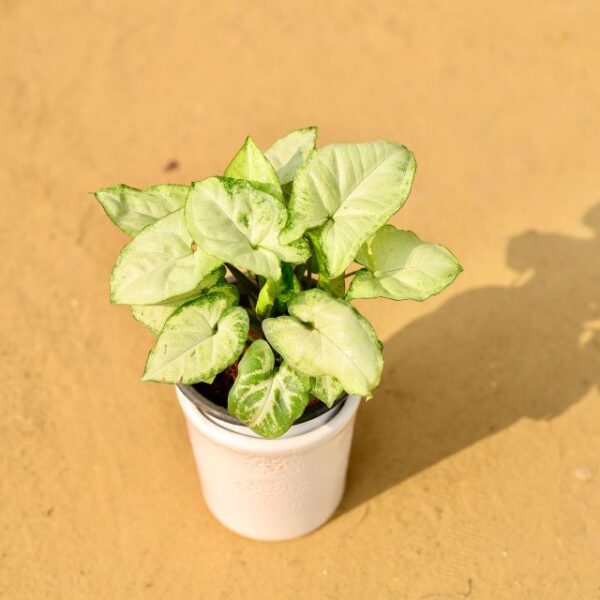 Syngonium White Plant In 4 Inch Ceramic Pot-haryali.co.in