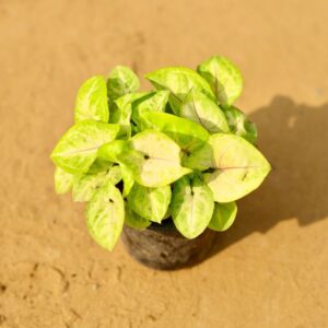 Syngonium Yellow Plant In 3.5 Inch Nursery Pot-haryali.co.in