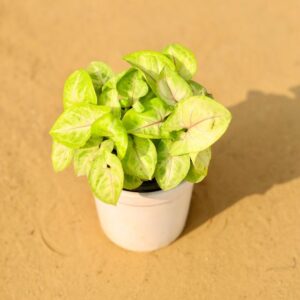 Syngonium Yellow Plant In 4 Inch Ceramic Pot-haryali.co.in