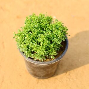 Table Kamini In 6 inch Nursery Pot-haryali.co.in