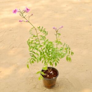 Tecoma Plant Any Colour In 6 Inch Nursery Pot | haryali.co.in