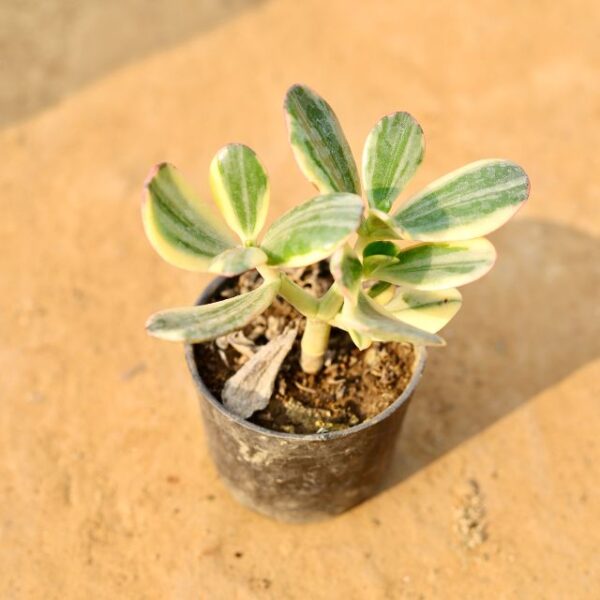 Variegated Jade Plant In 3 Inch Nursery Pot-haryali.co.in