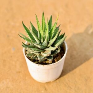 Haworthia ZebrinanIn 4 Inch Nursery Pot haryali.co.in