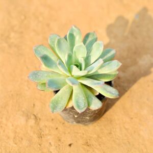 Vishun Kamal Succulent In 4 Inch Nursery Pot-haryali.co.in