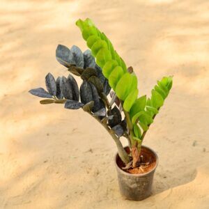 Zz Black In 6 Inch Nursery Pot-haryali.co.in