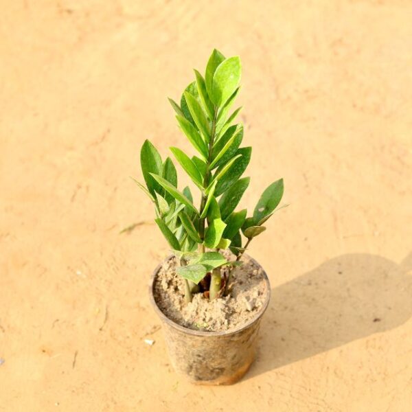 Zz Plant In 6 Inch Nursery Pot-haryali.co.in